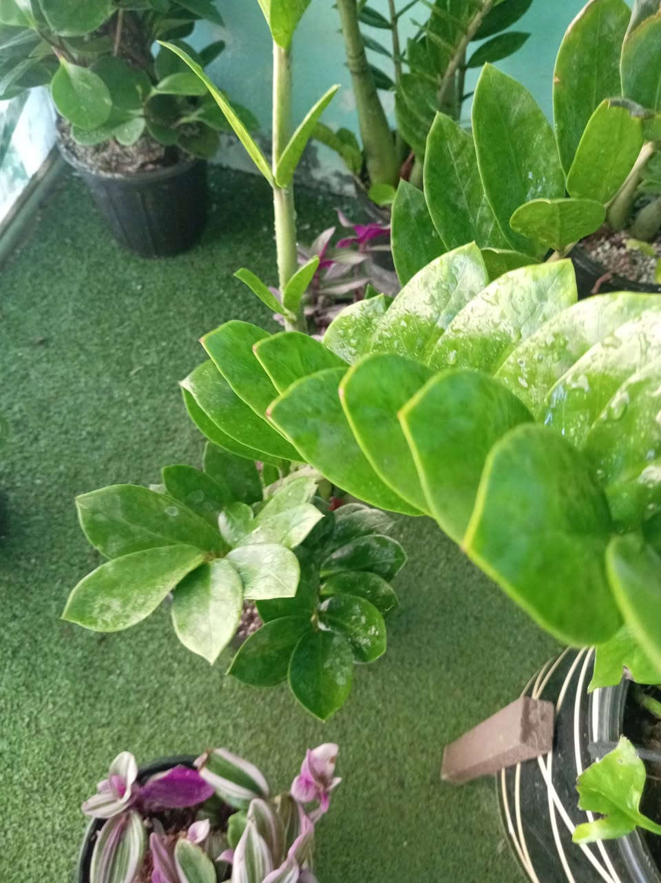 الطيبون سنابل ... حتى و إن جفوا صاروا قمحا🫰🌾
طيب الله اوقاتكم بالخير والسعادة #متابعيني الكرام
زاميا 💚🪴🪴🪴🪴🪴
اقوى نبات حسب نظري 
هو نبات استوائي قريب للعصاريات قوي جدا اقوى من الصبار و حسب تجربتي الشخصية صار تقريبا اكثر من شهر و لا قطرة مي لانه النبات يتحمل عطش بسبب وجود ابصال اسفل الجذر تعتبر بمثابة خزانات للماء و ايضا الورقة عصارية تتحمل الحر و الجفاف🥰🥰🌺💕💕💕🪴🌷🦋🦋🦋
متوفر في مشتلنا 🪴🪴🪴🦋💕


**إذا كنت صاحب هذا الإعلان وتريد حذفه لأي سبب، رجاءا أرسل رسالة إلى الدعم الفني**