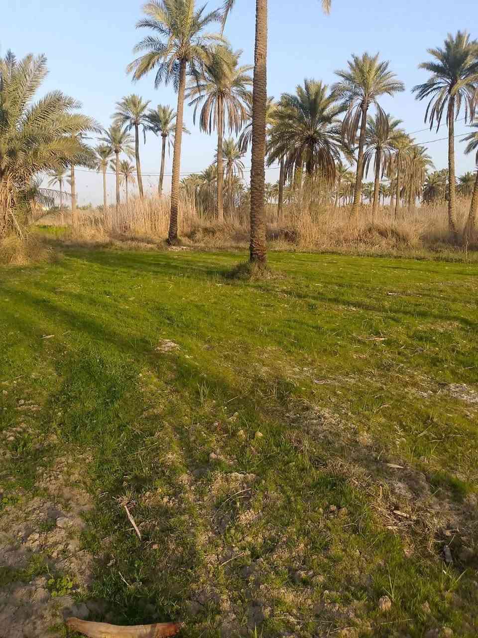 سلام عليكم شباب يوجد لدينا 1000 متر للبيع بسعر 39 ويوجد بها جميع الخدمات العنوان المسيب قريه ابو عصافير بالقرب من مدرسه نسيبه الانصارين للبنين الاستفسار اتصلوا على هذا الرقم ***********
