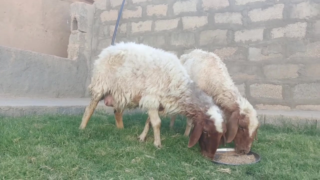 بسم الله نعاج فتيات عشار وصلن الوحده على 175 ارخص حلال بسوك عندي


**إذا كنت صاحب هذا الإعلان وتريد حذفه لأي سبب، رجاءا أرسل رسالة إلى الدعم الفني**