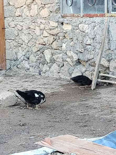 السلام عليكم
يوجد بط مصري فروجتين وديج للبيع للتواصل اتصل
***********
