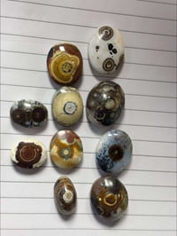 داودي • مجموعة • توصيل