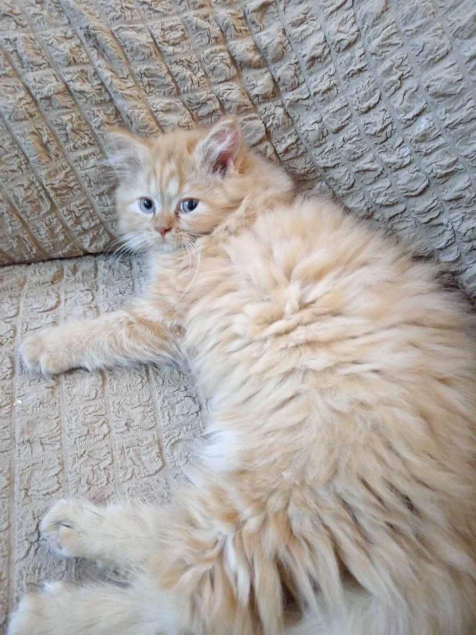 بزونه لتبني مال بيت ال يريده او يراسلني او يخابرني ***********
