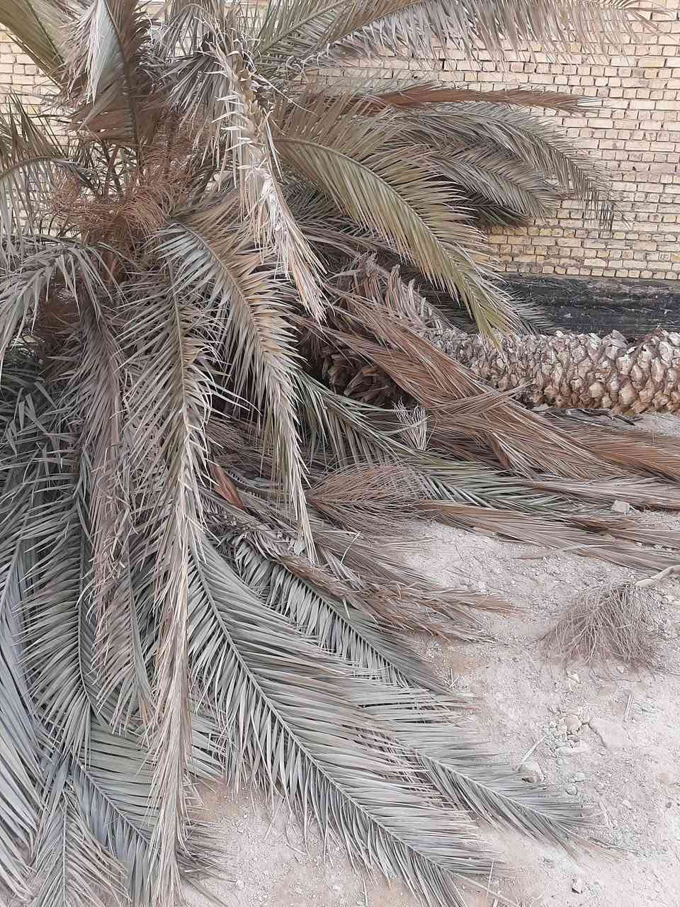 السلام عليكم نخلات بلاش منو يردهن حطبةمكانهن حي سعد


**إذا كنت صاحب هذا الإعلان وتريد حذفه لأي سبب، رجاءا أرسل رسالة إلى الدعم الفني**