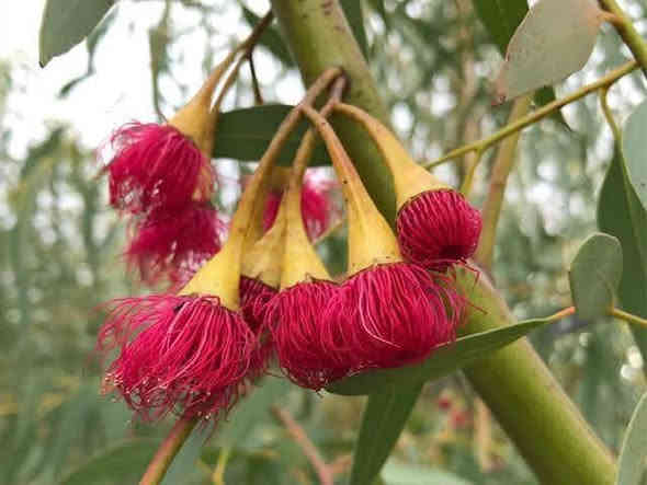 كالبتوز احمر شبه مقزم  )(قلنطوس احمر ازهار) 

وقت التزهير معظم ايام السنه ويعتبر اطول نبات مزهر علئ وجه الارض
واعظم شركات اعاده تدوير ثاني اوكسيد الكاربون وقضاء علئ الاحتباس الحراري 
    

مواصفاتها : تعتبر شجرة ذات خشب صلب جدا ومقاوم لدرجة عالية جدا للتعفن ومقاومة للجفاف والحر صنف ناجح ومتحمل لدرجات الحراره 

استخداماتها : تستخدم في تزيين الشوارع العامة والطرقات وكذالك تعتبر مصدر رحيق مهم للنحل 

سعررالشتله 10
3شتلات ب25
الحجم 60سنتمتر. 

***********
