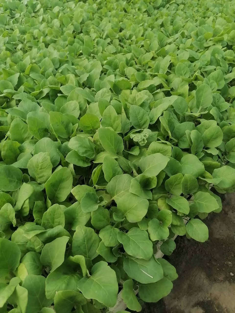 يوجد جميع انواع الدايات جمله ومفرد
  باذنجان 🍆 
طماطه🍅
فلفل بارد🫑
 فلفل حار 🌶️
يوجد توصيل للكميات فقط 
الموقع بابل الحله


**إذا كنت صاحب هذا الإعلان وتريد حذفه لأي سبب، رجاءا أرسل رسالة إلى الدعم الفني**