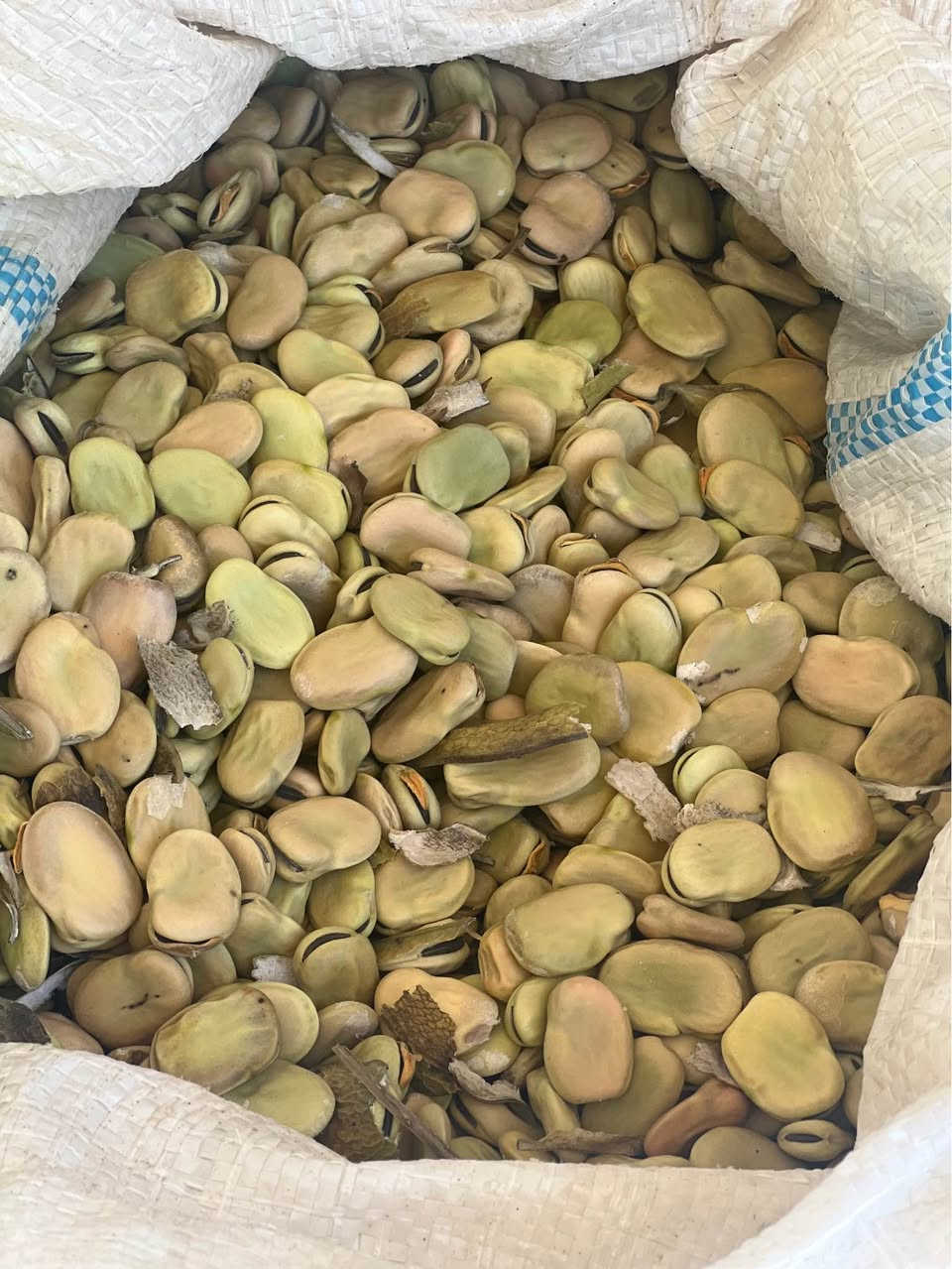 باقلك ئه ف ساله درجه ئيك كيلو 3000 دوو كيلو 5000هزارا ج بو جاندنى بيت يان خارنى بيت دهوك, العراق


**إذا كنت صاحب هذا الإعلان وتريد حذفه لأي سبب، رجاءا أرسل رسالة إلى الدعم الفني**