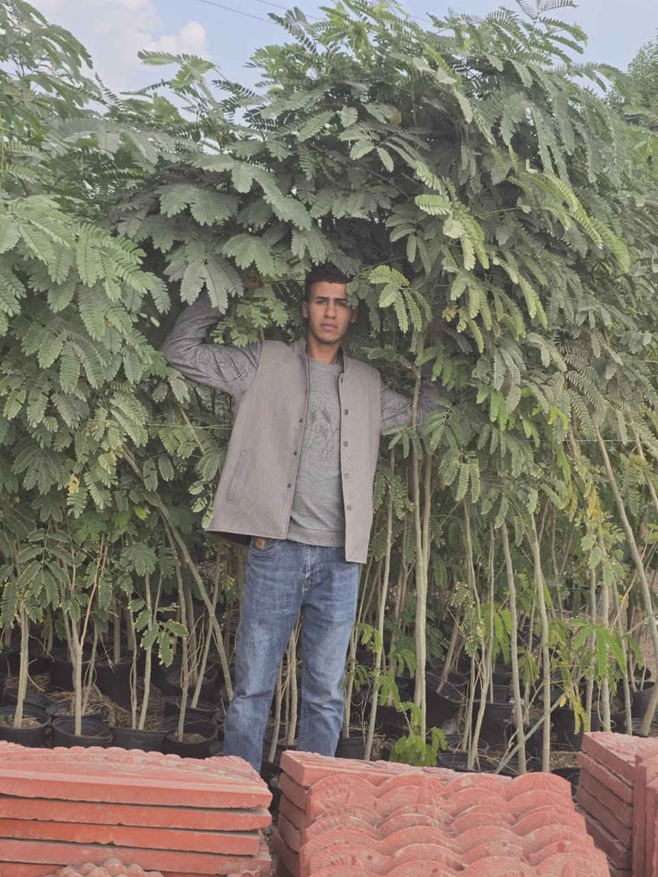 يوجد لدينا البيزيا شجريه ارتفاع مترين ونص فما فوق سمك الجذع ماسحه وانج وانج ونص الأسعار حسب الحجم
سندان كله محرك قبل شهرين
توصيل لكل المحافظات جمله فقط للمقاولات التشجير
***********
***********
