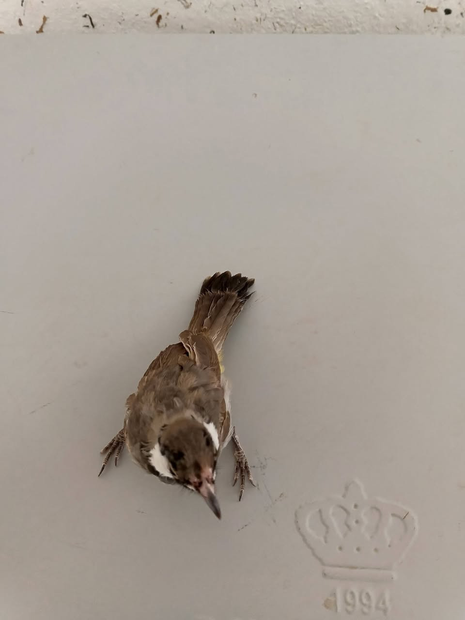 سلام عليكم بلبل البيع وليف سعر خاص


**إذا كنت صاحب هذا الإعلان وتريد حذفه لأي سبب، رجاءا أرسل رسالة إلى الدعم الفني**