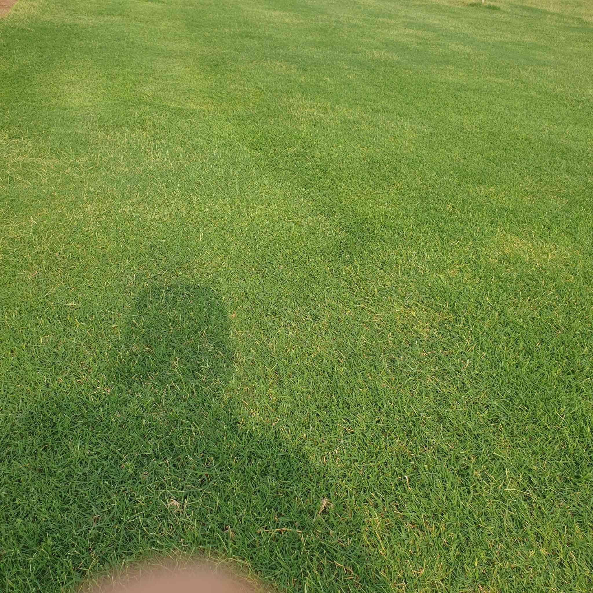 مرحبآ بكم في مجموعه مزارع ديالى لثيل الهندي الطبيعي 🌿🌱
 نقدم لكم افضل انوع الثيل الطبيعي عالي الجوده يتحمل كافه الظروف البيئية.🌦️🌞
دائم الخضرة🌿🌳 وباسعار تنافسيه وعروض مميزة ☘️❤️
#مستعدون لتجهيز وفرش الحدائق🏡 ودوائر الدولة🏡والمنازل🏡🏡
و تجهيز الملاعب🏟️ والمنتزهات بانسب الاسعار مع #ضمان الجودة العالية في العمل👷👷

مع خدمة التوصيل خلال24ساعه🚛🚛
#الاسعار 💵💸 تختلف حسب الكمية 

 التواصل مع الصفحة عن طريق ارسال رسالة  او الاتصال
 #بصرة #عمارة #ناصرية #بغداد #ديالى #دهوك #اربيل #سليمانية #نجف #الانبار #
***********اتصال
***********اتصال
