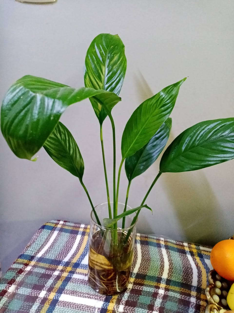 زرع طبيعي ماءي قاروره زرع بلتربه سعر حسب حجم السندانه


**إذا كنت صاحب هذا الإعلان وتريد حذفه لأي سبب، رجاءا أرسل رسالة إلى الدعم الفني**