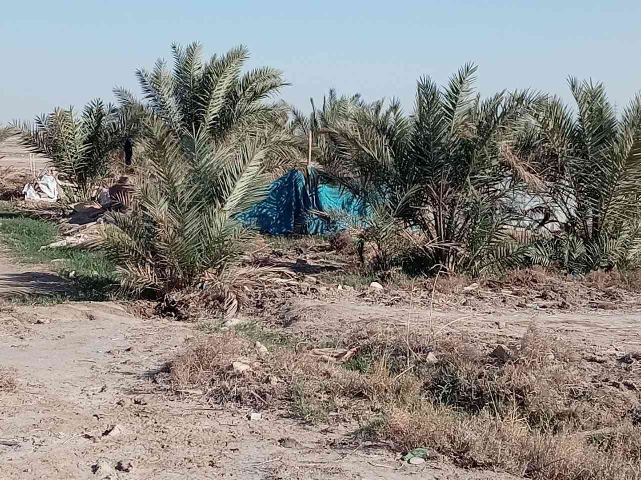 البيع 2 ابيوت واحد جاهز السكن وثاني عوزه تشطيب بستان اكثر من ٨٠ نخله ماي اساله من بربوتي وبيه بير ارتوازي وكهربا منطقه ال كواكه قرب محطه وقود ⛽ الحمداوي تبعد عن الشارع العام 400 متر خدمات تمام  مساحه الارض 2 دونم ***********
