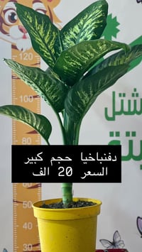 مشتل نبتة العضوي • نباتات داخلية • توصيل الرمادي