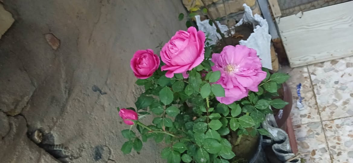 متوفر شتلات ورد وسنادين اعمال فنيه جاهزات وفواكه سعر ٥ الاف كاملات ‎0789 269 1110 بي واتس اب
