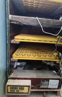 فقاسة اوتماتيك • فول رطوبة • بعقوبة كاطون الرازي