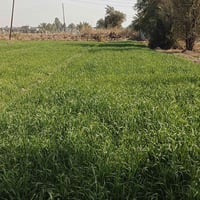 اليوسفيه بغداد • أرض زراعي • ٥دونم