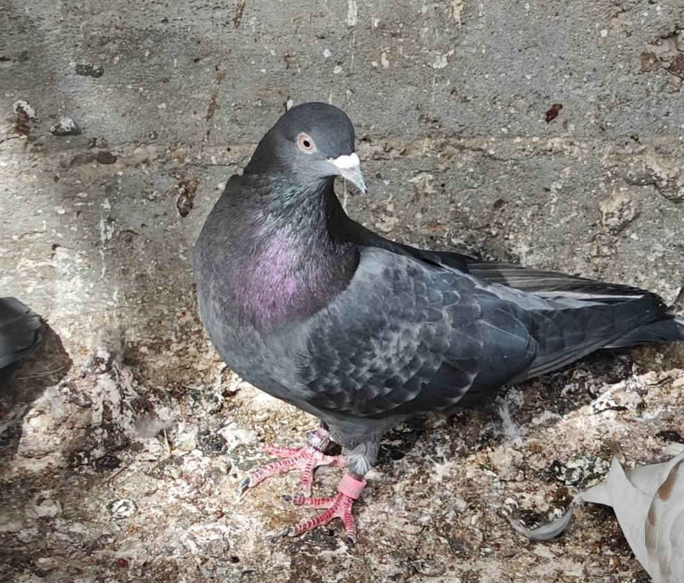 متاح طواير وفحل موثقات مكاني مدينه الصدر


**إذا كنت صاحب هذا الإعلان وتريد حذفه لأي سبب، رجاءا أرسل رسالة إلى الدعم الفني**