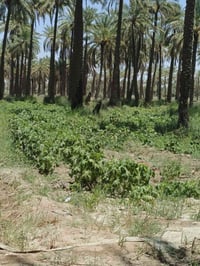 الرض الدسميه • ٢ دونم • طابو زراعي