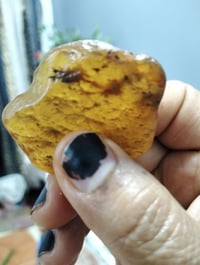 حجر طبيعي • حشرة متحجرة • نادر