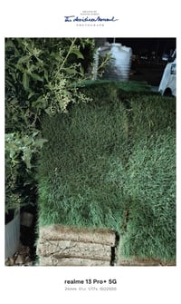 ثيل هندي • وصول جديد • العزيزيه