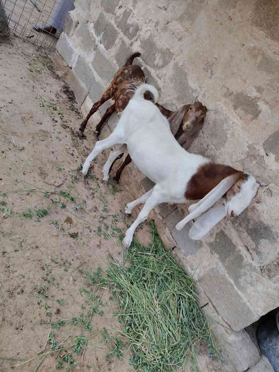 سلام عليكم يوجد زوج ماعز افغاني للبيع للاستفسار اتصال على ***********
