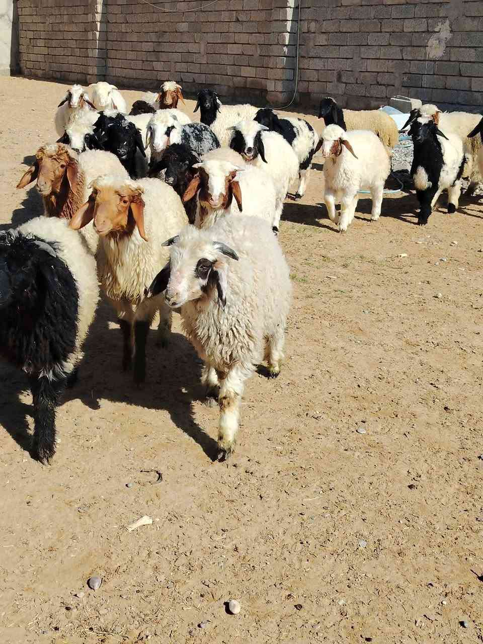 اللهم صلي على محمد وال محمد 
#يوجد_طليان_مال_ربط_و_ذبح_ناصحات شرط النصاحه علئ كل عيب مابيهن العدد لطليان 24 المكان صلاح الدين بيجي رقم الهاتف ***********
