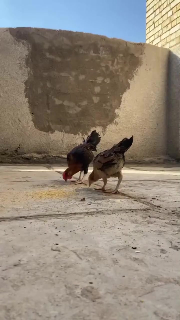 7773190231 الالوان الزعفرانيه سيد هاشم


**إذا كنت صاحب هذا الإعلان وتريد حذفه لأي سبب، رجاءا أرسل رسالة إلى الدعم الفني**