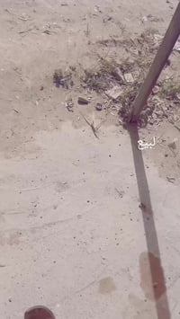 ماكسات • فلوجه • للبيع