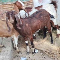 صخول للبيع ٤عشر وحده ورآها فحل ومعشره خير من الله صخول ناصحات وعلا كل ...