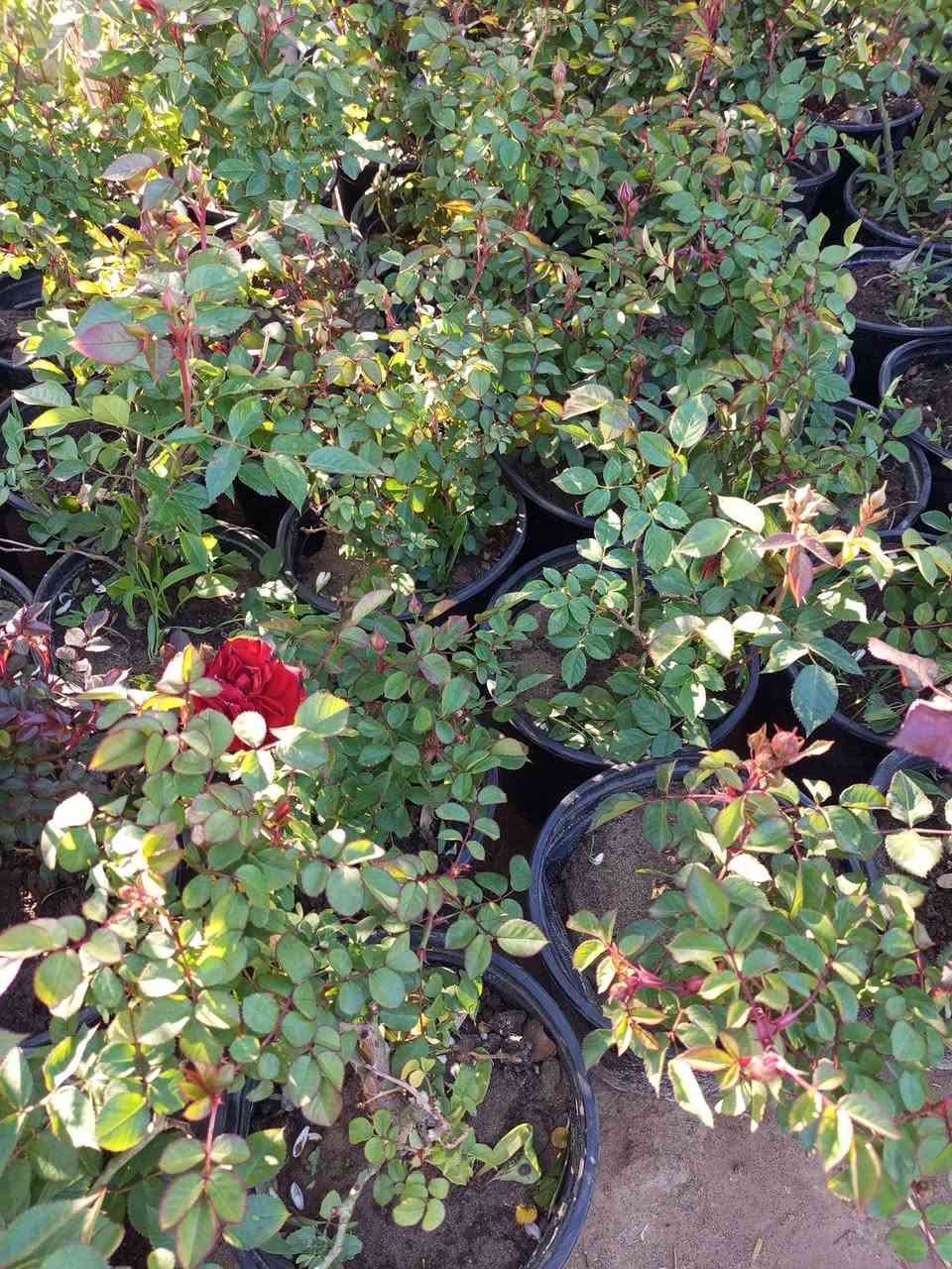 اللهم صلى على محمد وال محمد 
                          مشتل الجمعيه 
توفرت مجموعة من النباتات الخارجية
جوري عراقي 2000
بيبي روز 2000
عفص تركي 2000
شوكه اصفر 3000
بخور 3000
اكاسيا مصري إرتفاع 4مت10.000
تكي كندي مطعم ارتفاع 3متر  8000
 لالنكي صيني 10.000
فكس خشن 2000
كارزيه 1000
ياسمين اصفر متسلق5000
جهنمي شجيري كثيف 5000
جهنمي متسلق 3000
ياس عراقي كثيف 3000
كاكي طماطه...موزي....كعكي 10.000
دفله 1250
الدجيل الجمعيه خلف الدفاع المدني 
للاستفسار والحجز مازنجر واتساب ***********
توجد لدينا خدمه توصيل داخل الدجيل💯💯💯💯
