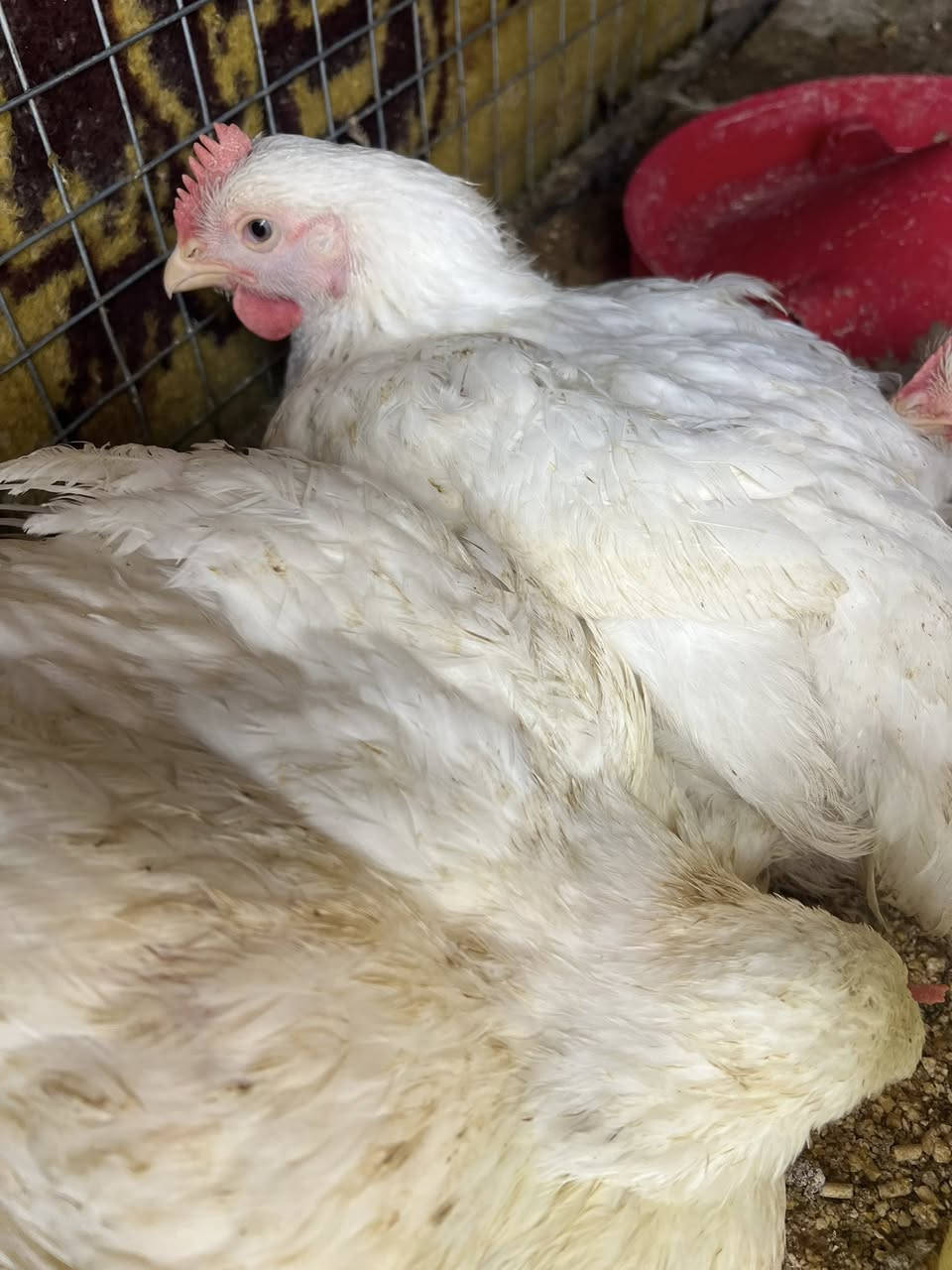 تم على بركة الله افتتاح محل دجاج وسمك العنوان حي الفرات مجاور مدرسة الطبري للحجز ***********
