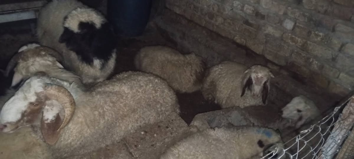 السلام عليكم 
متاح 6خرفان بيهة خشن وبيهة نذاري مكاني طارمية والتواصل عالخاص او الاتصال على الرقم ***********بي واتساب والشراي بي خير ويدلل واسعار ان شاء الله مناسبة
