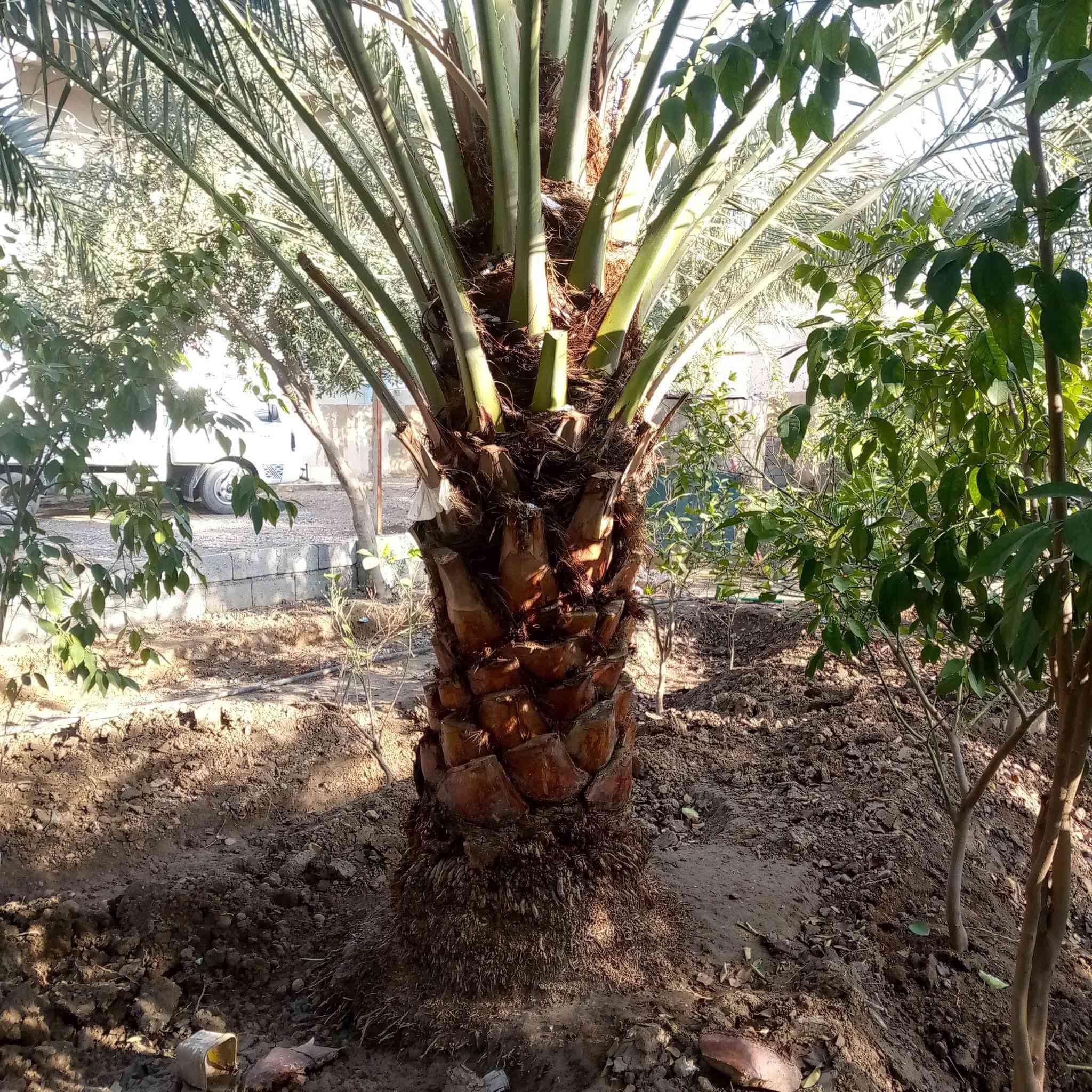 السلام عليكم ورحمة الله وبركاته
قص فسايل قلع نخل أحجام كبيره بطينتهه
زرع تنضيف بخبره ونمو وسمك (في هاذه المجال 15سنه الفضل الله
شغل ثيلات نازله حسب الطلب شرط أرضية مصطره ويه تجهيزه بنواع الورود
زرع بساتين طرق هندسيه كلهاذه بفضل الله تعالى
للتصالح ***********
