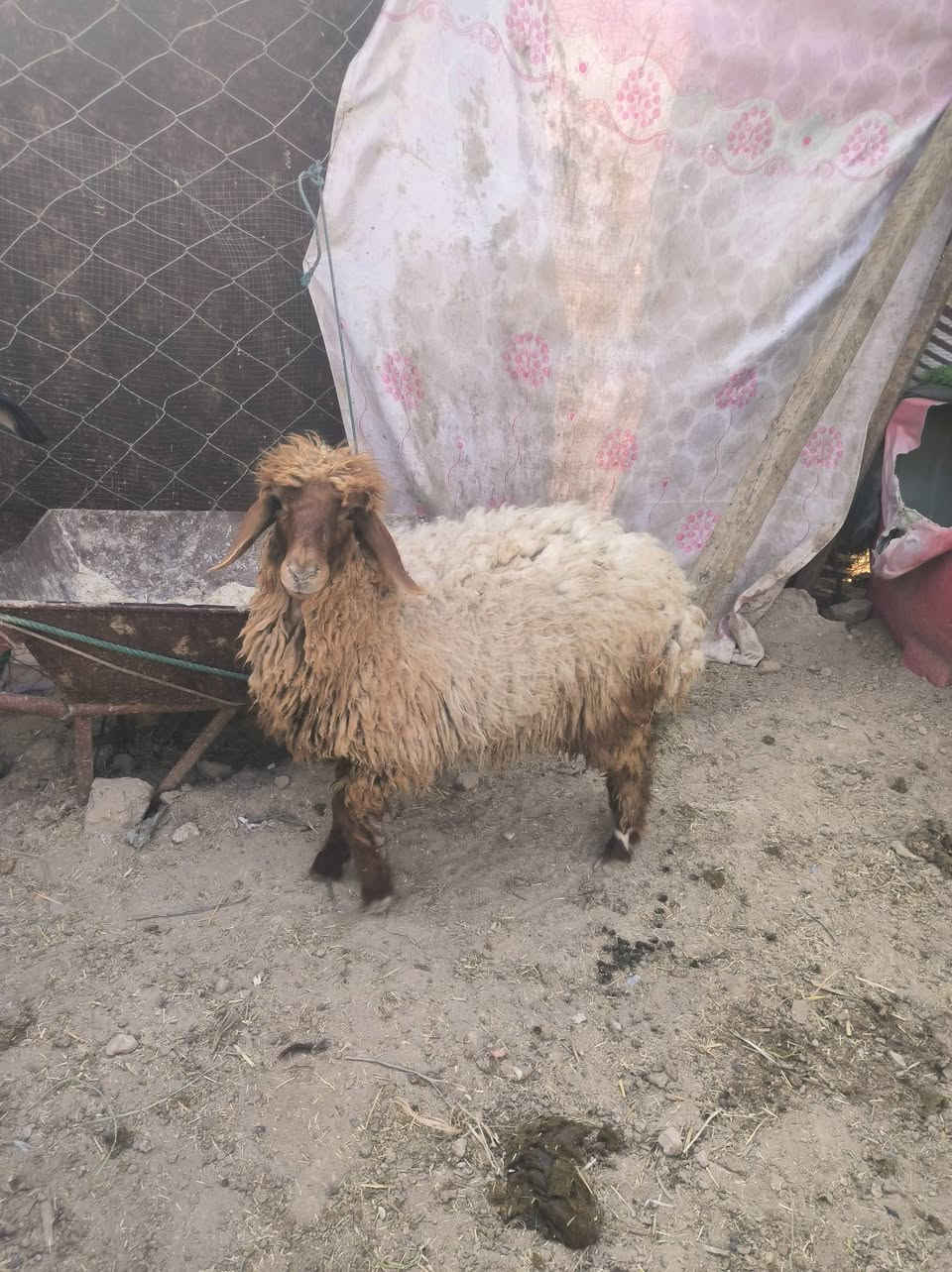 السلام عليكم موجود نعجتين سمان كلش اضحيه مشروطات سعر الوحده  375 وببهن مجال بسيط مكاني شامية ويوجد توصيل حسب الاتفاق 
هاتف ***********
او علق وتواصل وياك .
