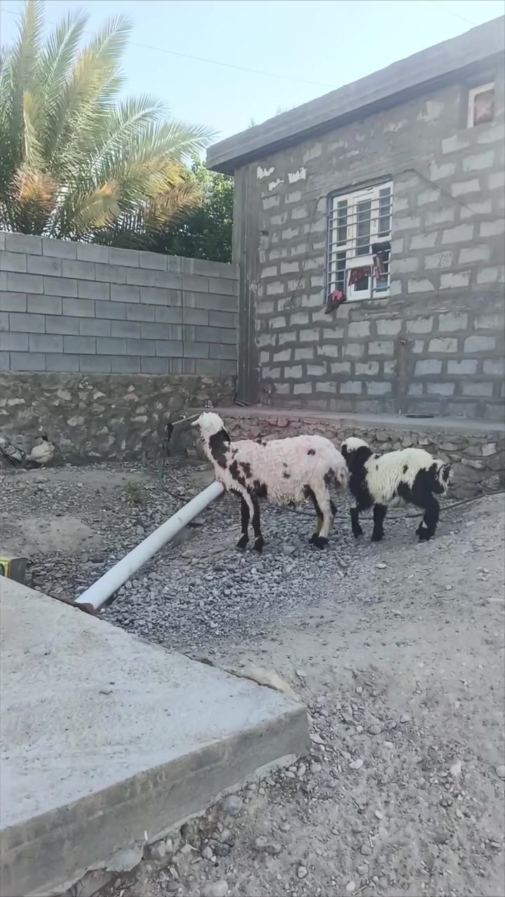 بسم الله ما شاء الله تبارك الله متاح نعجه شرطه جنيه ونصاح المكان زوين ناحيه الفرات قرب قضاء هيت جزيره البونمر سعر 525وبيهه مجال لشراي *********** اتصل وتساب موجود

