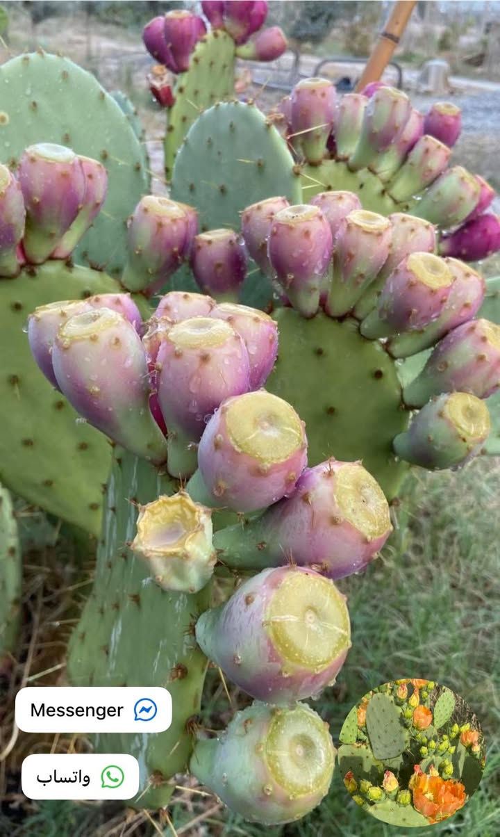 🌵 يوجد لدينا كفوف التين الشوكي العراقي 🇮🇶الأحمر 🌵🔴

✅ كف مثمر:4,000 دينار
(بدون سندانة)

✅ كف بدون ثمار:3,000دينار
(بدون سندانة)

❗️كمية محدودة ❗️

🚚 التوصيل إلى جميع محافظات العراق: 4,000 دينار🛑 فقط 🚚

🌵 Prickly Pear - التين الشوكي 🌵


**إذا كنت صاحب هذا الإعلان وتريد حذفه لأي سبب، رجاءا أرسل رسالة إلى الدعم الفني**