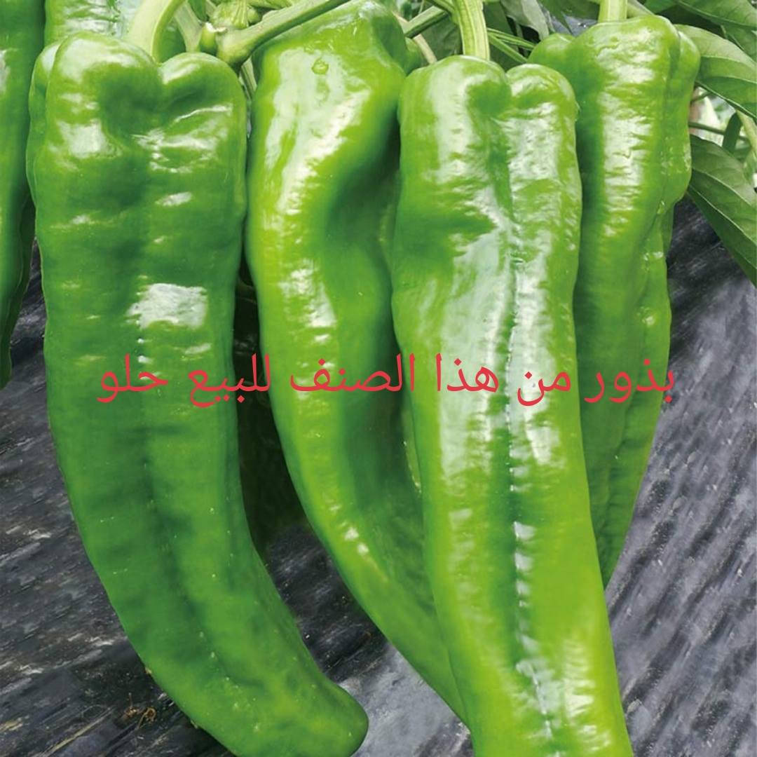 السلام عليكم ورحمة الله وبركاته

توجد بذور للبيع

فلفل حلو ابو الطوبه
فلفل حلو مالت الديره
بيذنجان مرضوخ
بيذنجان مكدوس
طرعوزي ثعباني

للاستفسار أكثر تفضل خاص او اتصال أو وتساب بالرقم ادناه ***********

المكان راوه
