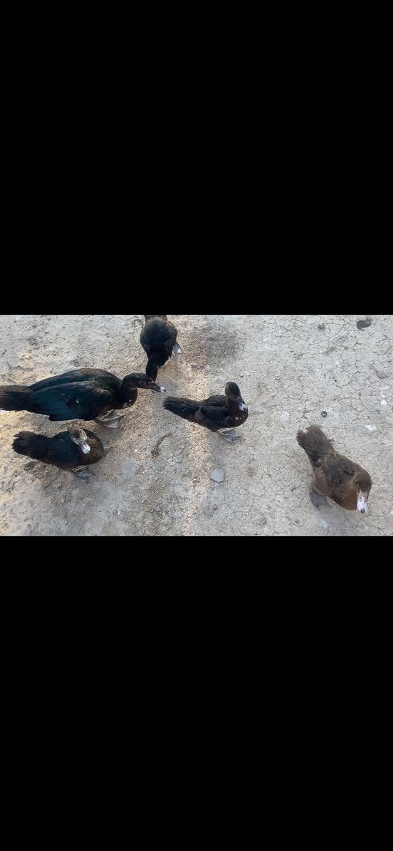 سلام عليكم افراخ بش مصري رصاصي واحمر للبيع
مكاني بالكرنه ***********
