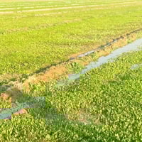 كاع الليبع 20 الدونم الواحد ب مليون دينار ‏‪07875328098,‬‏