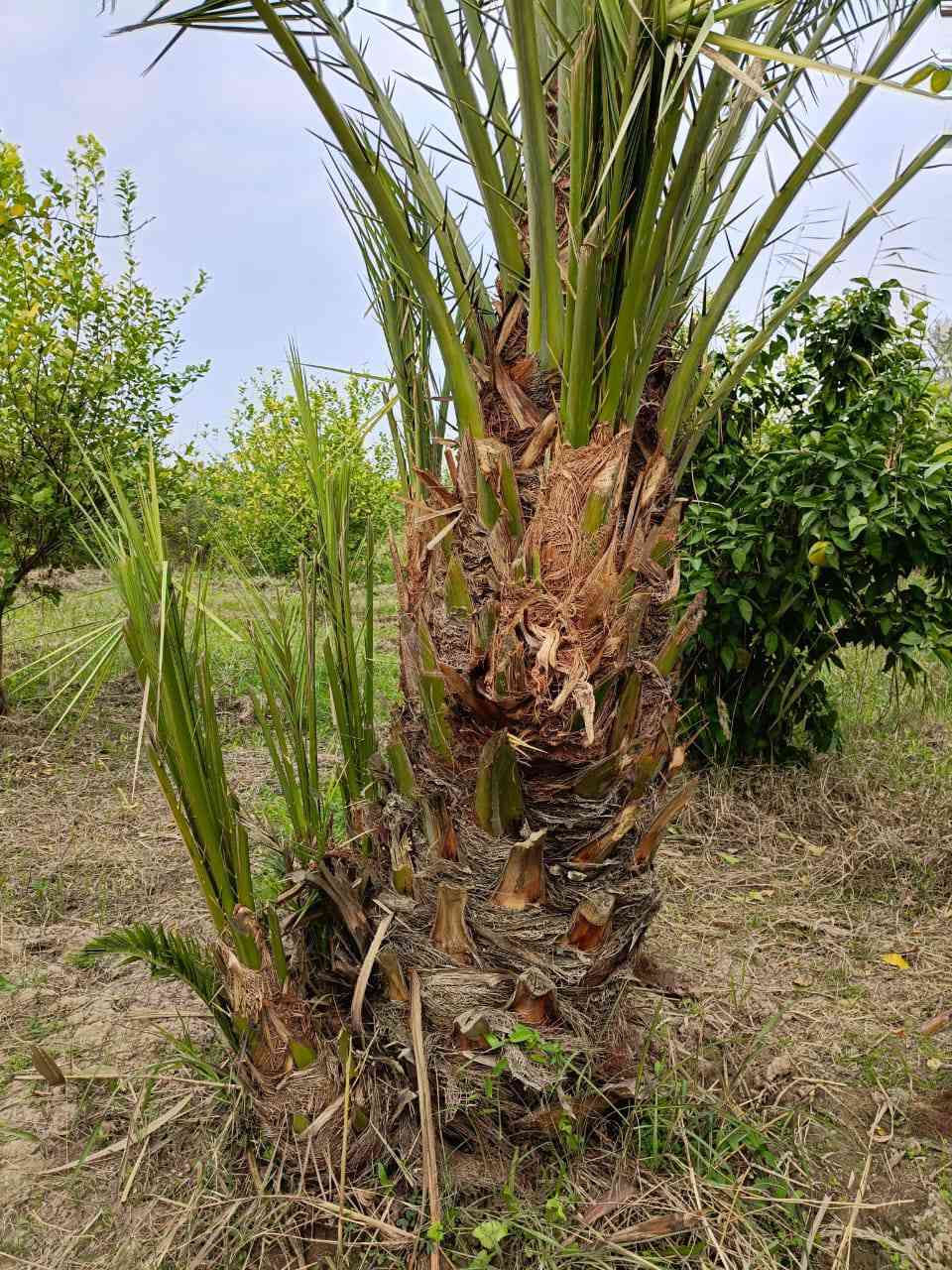 متوفر اميات جوزي احمر عدد 5تنقلع بطينته تكون نسبة نجاح أن شاء الله 100(100العنوان واسط عزيزيه ضمان الصنف والجوده اخوكم ابو يقين للنخيل ***********
