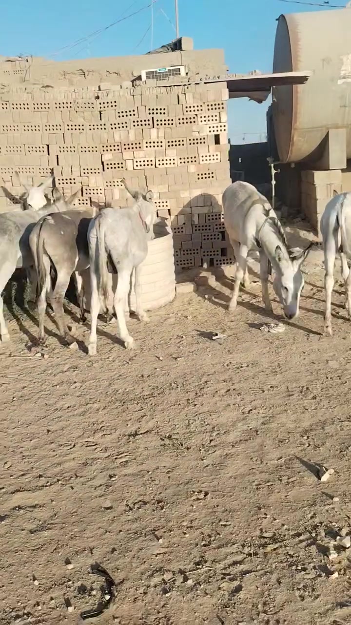 طرش تعبات البيع العدد ١٠
***********

