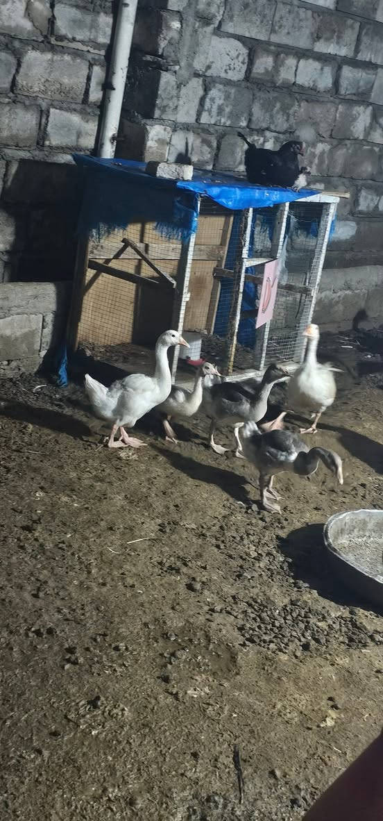 متاح للبيع او مراوس مع فسيفس (30)قاز اعمارهن 4 اشهر بس 5 ببهن عمرهن شهرين ونص سعر الزوج (35) قفل شرط فول نصحات وبيهن اوزان يصل 3 كيلو . مكاني برطلة شراي تعال خاص


**إذا كنت صاحب هذا الإعلان وتريد حذفه لأي سبب، رجاءا أرسل رسالة إلى الدعم الفني**