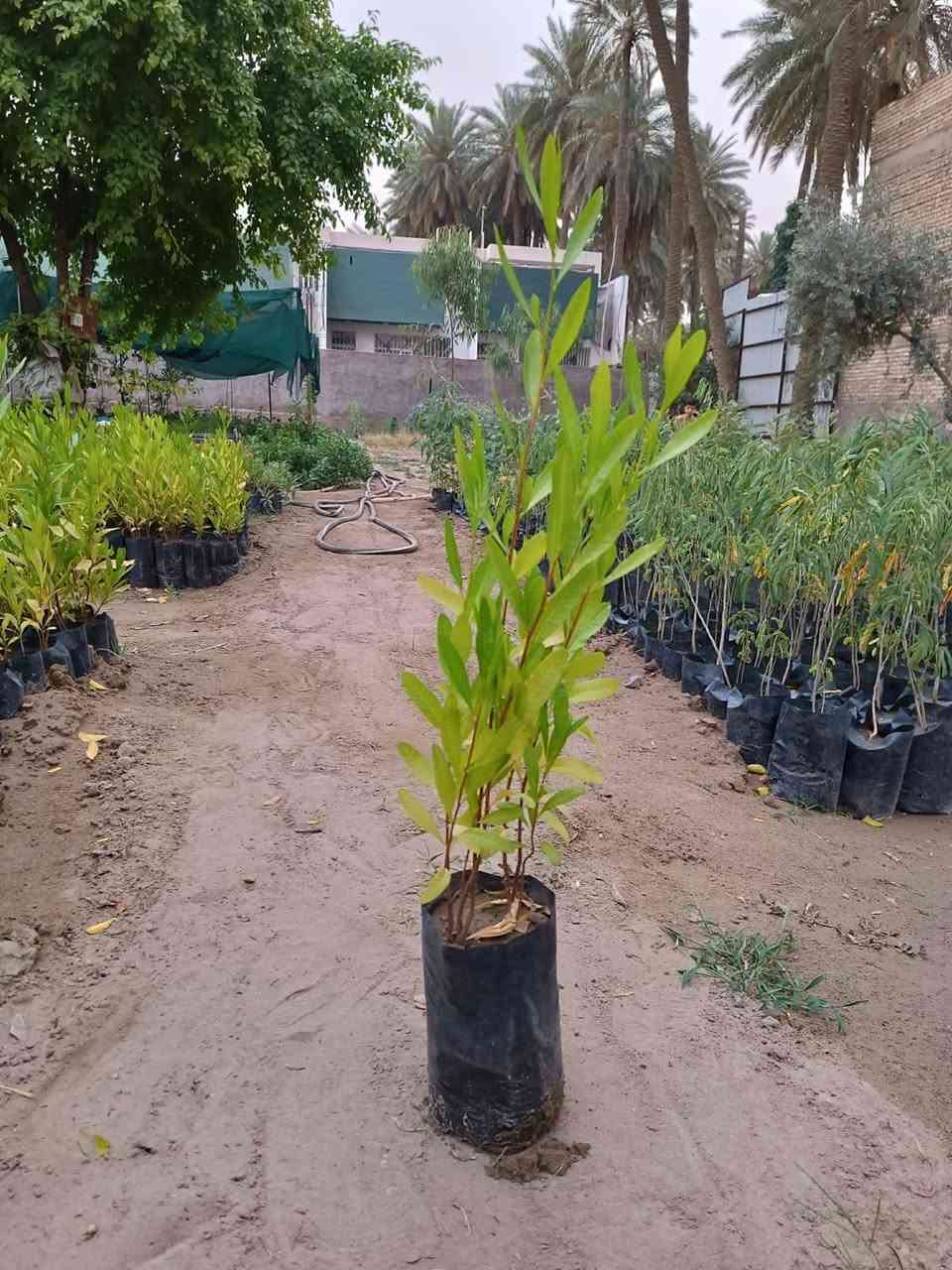 عرض خاص لأصحاب مشاتل الجملة 
يتوفر لدينا ددونيا  مثل ماموضح بالصور
✅️سعر شتلة 250 ربع دينار   جملة فقط 
للاستفسار اتصال على الرقم 
📞***********
📍العنوان // بغداد _ الكريعات 
#مشاتل #ددونيا #زراعة #بغداد #أشجار 
#مشتل_حجي_لؤي
