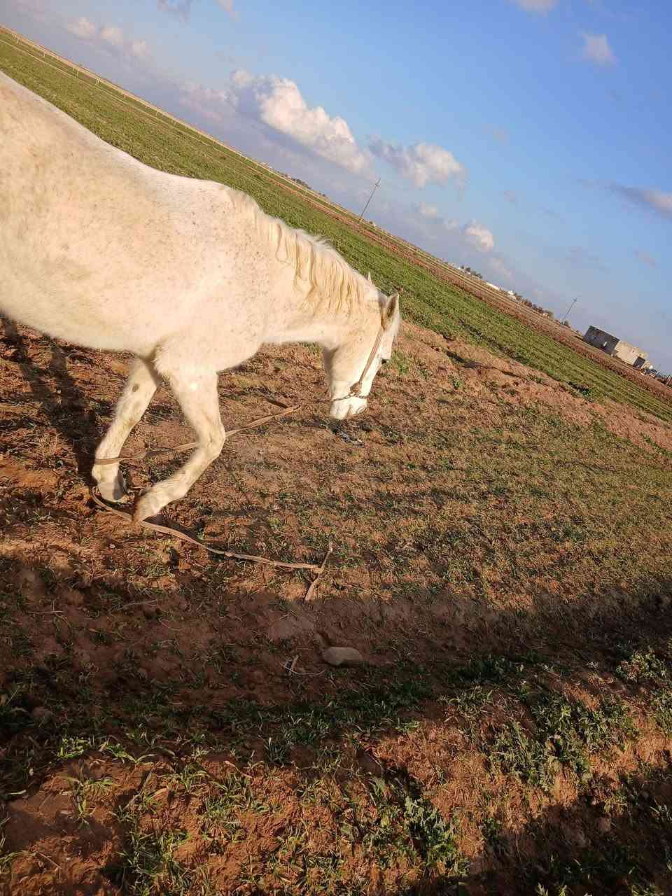 السلام عليكم مكلف بلنشر فرس البيع عربيه العشار 9 شهر شرط المكان جلال البعجيل ***********
