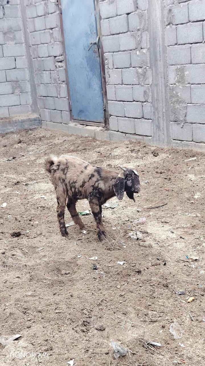 سلام عليكم صخول 2 البيضه نثيه ول ثاني فحل مكاني بصره ابي الخصيب سعر 250/ ***********
