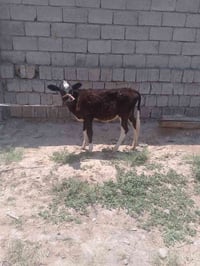 حواليه • غنم • خروف • اغنام • حواليه اصليه • غنم للبيع • خروف للبيع • ...