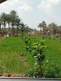 دوانم للبيع داخل وخارج الصياحيه شارع عام حله بغداد منطقة الصياحيه  دوا...