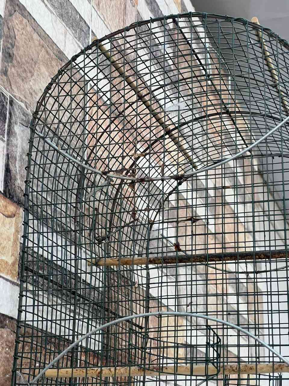 سلام عليكم قفص بلبل لبيع ويرهم كناريات وطيور مغرده السعر 15وبي مجال لشرايه مكاني ناصريه مركز حي الخضراء مقابل الشركه الهنديه


**إذا كنت صاحب هذا الإعلان وتريد حذفه لأي سبب، رجاءا أرسل رسالة إلى الدعم الفني**