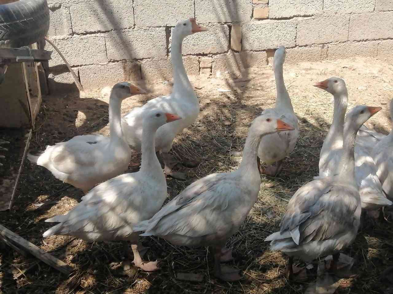 سلام عليكم ابطوط البيع مال سنه واكو بيهن حايلات المكان قلعه السكر السعر خاص


**إذا كنت صاحب هذا الإعلان وتريد حذفه لأي سبب، رجاءا أرسل رسالة إلى الدعم الفني**
