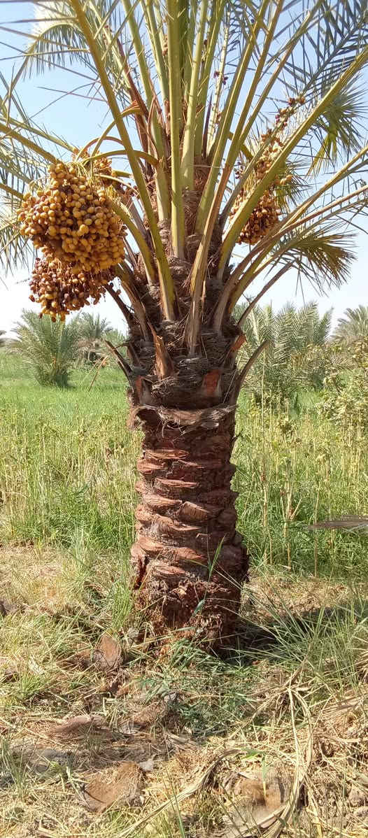 ياالله السلام عليكم
تتوفر جميع الإمايات ارتفاع من متر واكبر 
اليرقب بشراء عنوان واسط الصويره 
***********////***********
