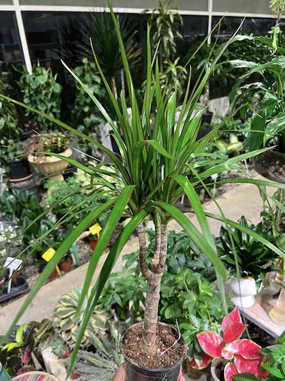 المجموعة الثانية من النباتات الداخلية السعرها مناسب   
نباتات ظلية هولندية حجم وسط بسعر بين ٧ و ١٠❤️‍🔥🪴

⭕️ الاسم والسعر جوه الصورة

🚕 يوجد خدمة توصيل

📍القادسية - خلف معارض السيارات - قرب قبر السيد مقابل مجمع الفردوس السكني .

https://maps.app.goo.gl/mc3xA4vRY7kNsCQK7?g_st=com.google.maps.preview.copy

#عروض #تكريت #توصيل #الديوم #القادسية #مشاتل #العراق #ظلي #نباتات #ورود #هدية


**إذا كنت صاحب هذا الإعلان وتريد حذفه لأي سبب، رجاءا أرسل رسالة إلى الدعم الفني**